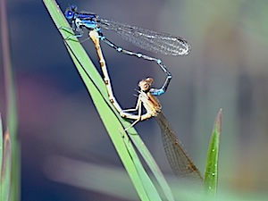 Blue-ringed Dancer - Argia sedula